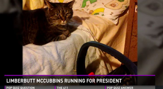 Illustration for article titled The Most Beautiful Modern Art: News Chyrons Featuring Cats